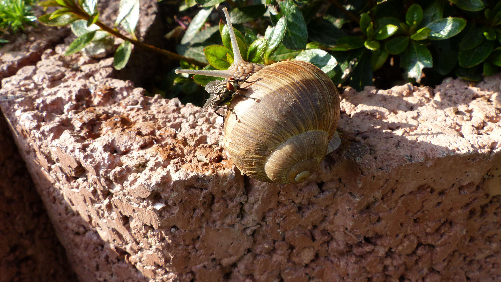 Weinbergschnecke (Helix pomatia) mit aufsitzender Fliege