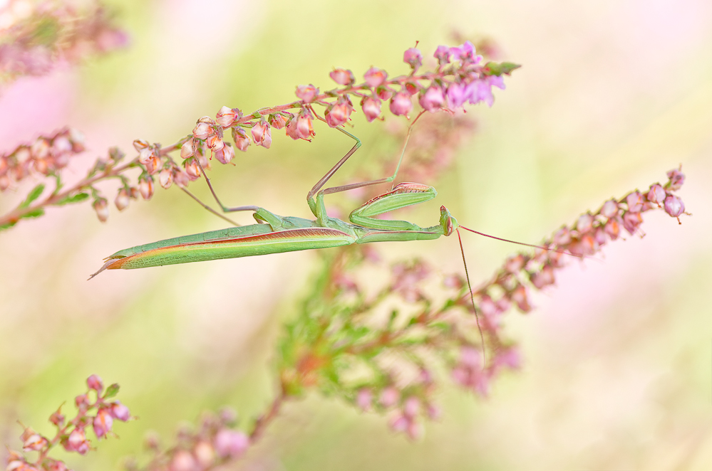 Mantis im Heidefeld