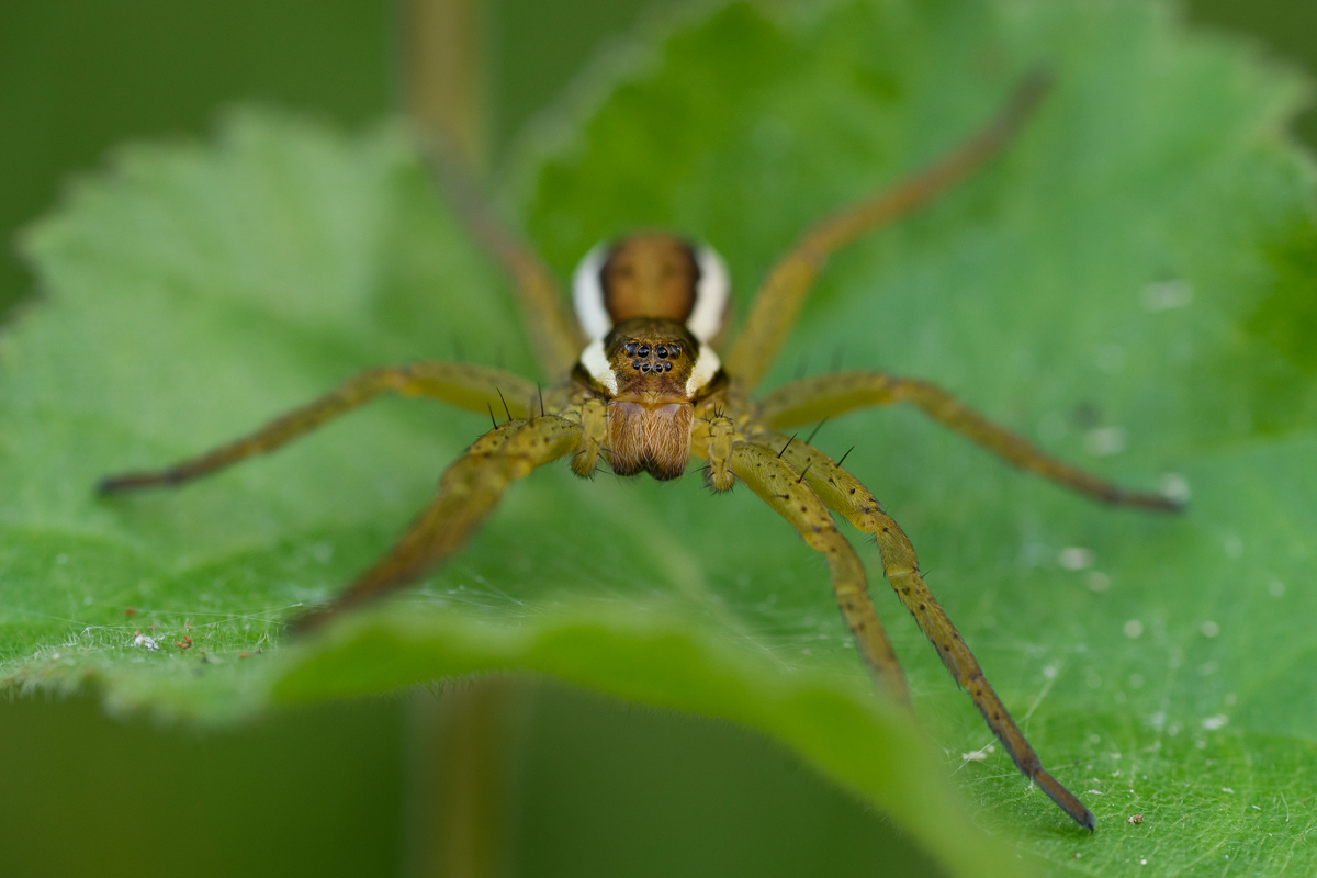 Gerandete Jagtspinne