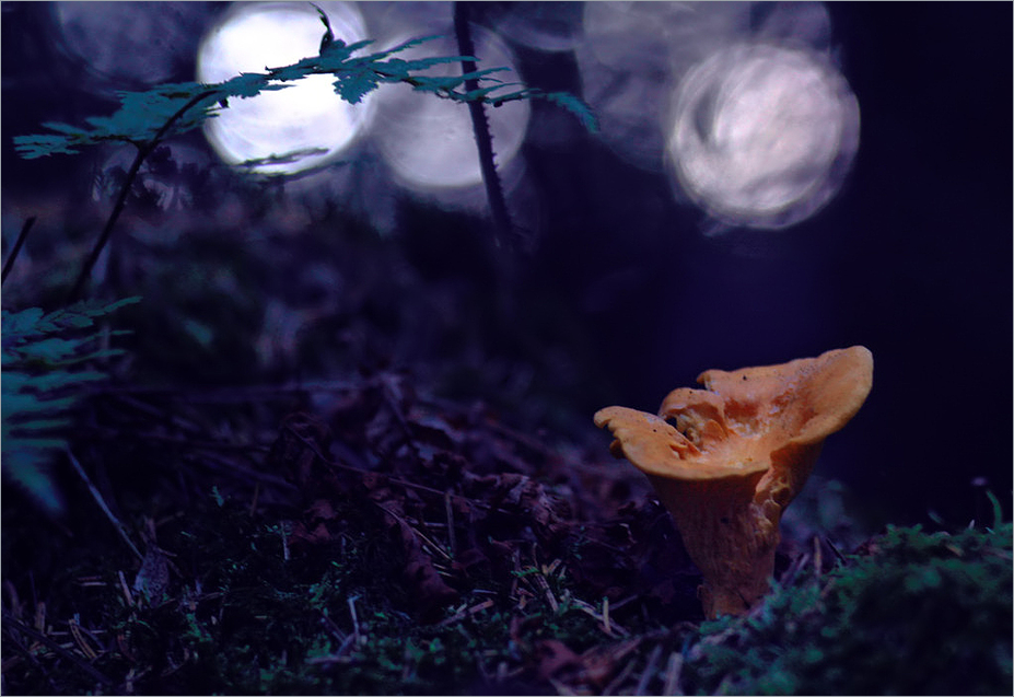 Im finsteren Wald
