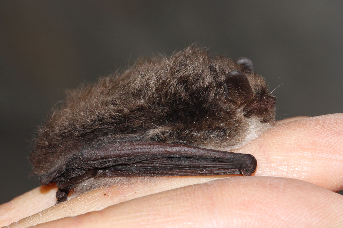 Nymphenfledermaus