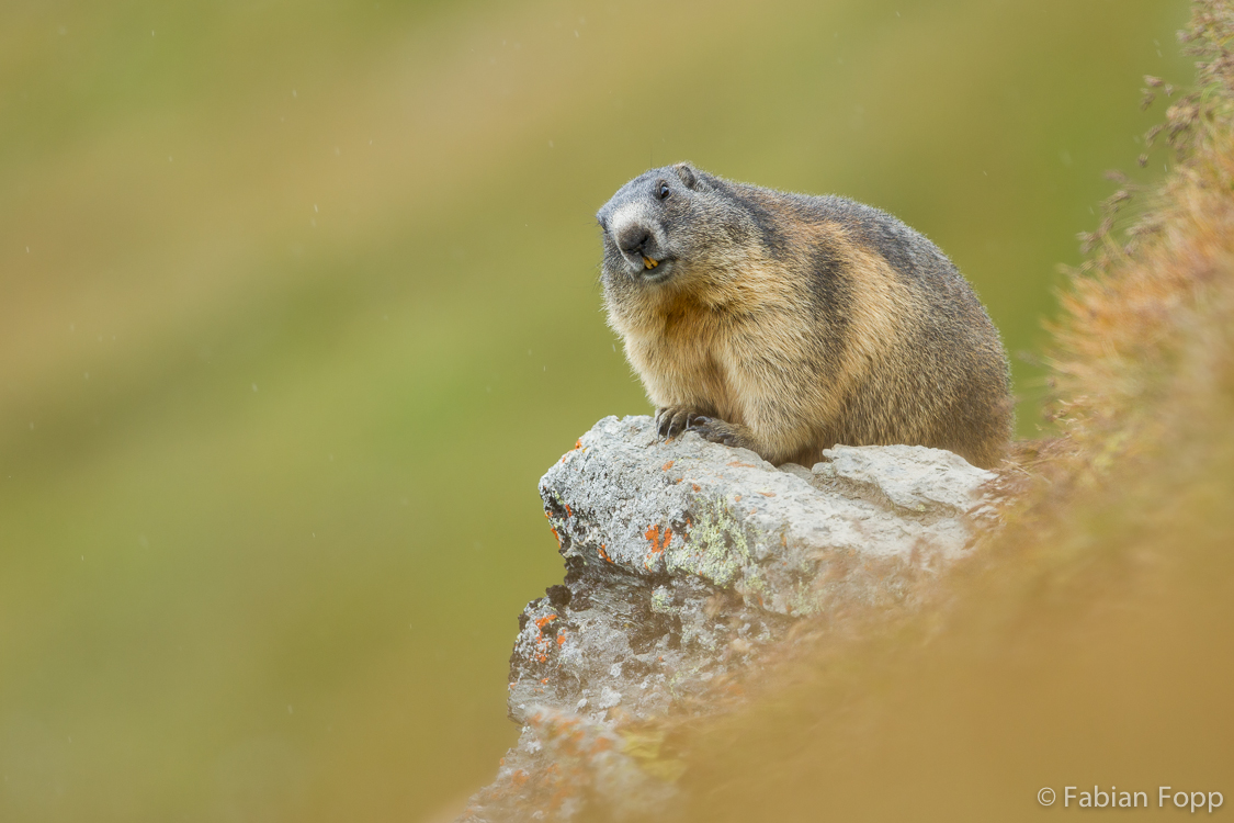 Alpenmurmeltier (Marmota marmota)