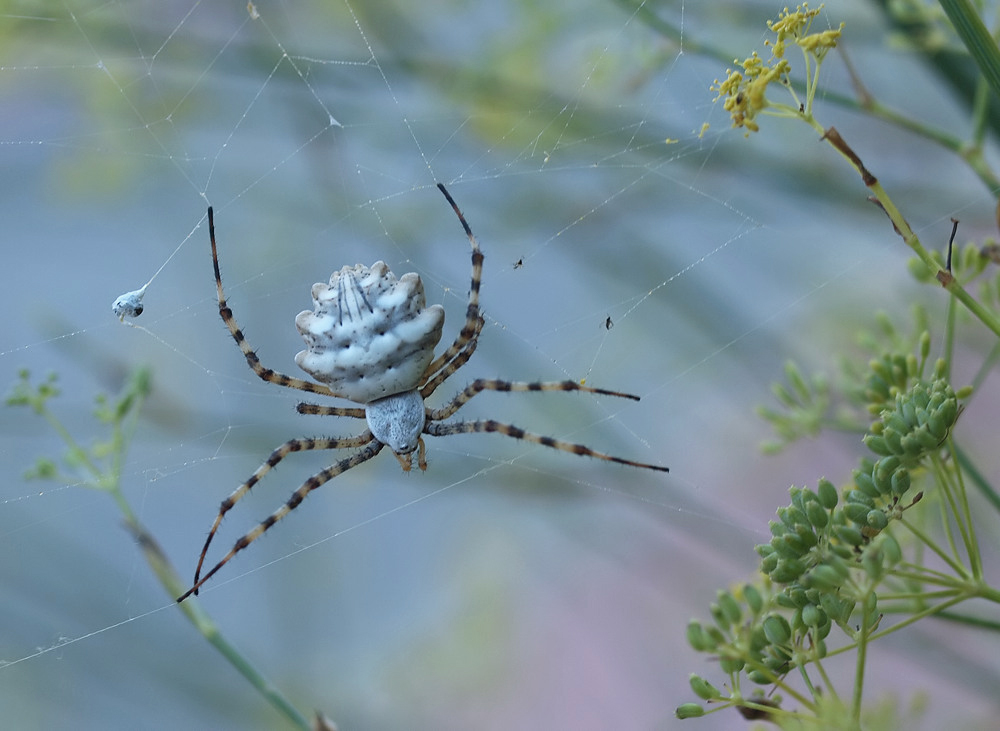 Argiope lobata