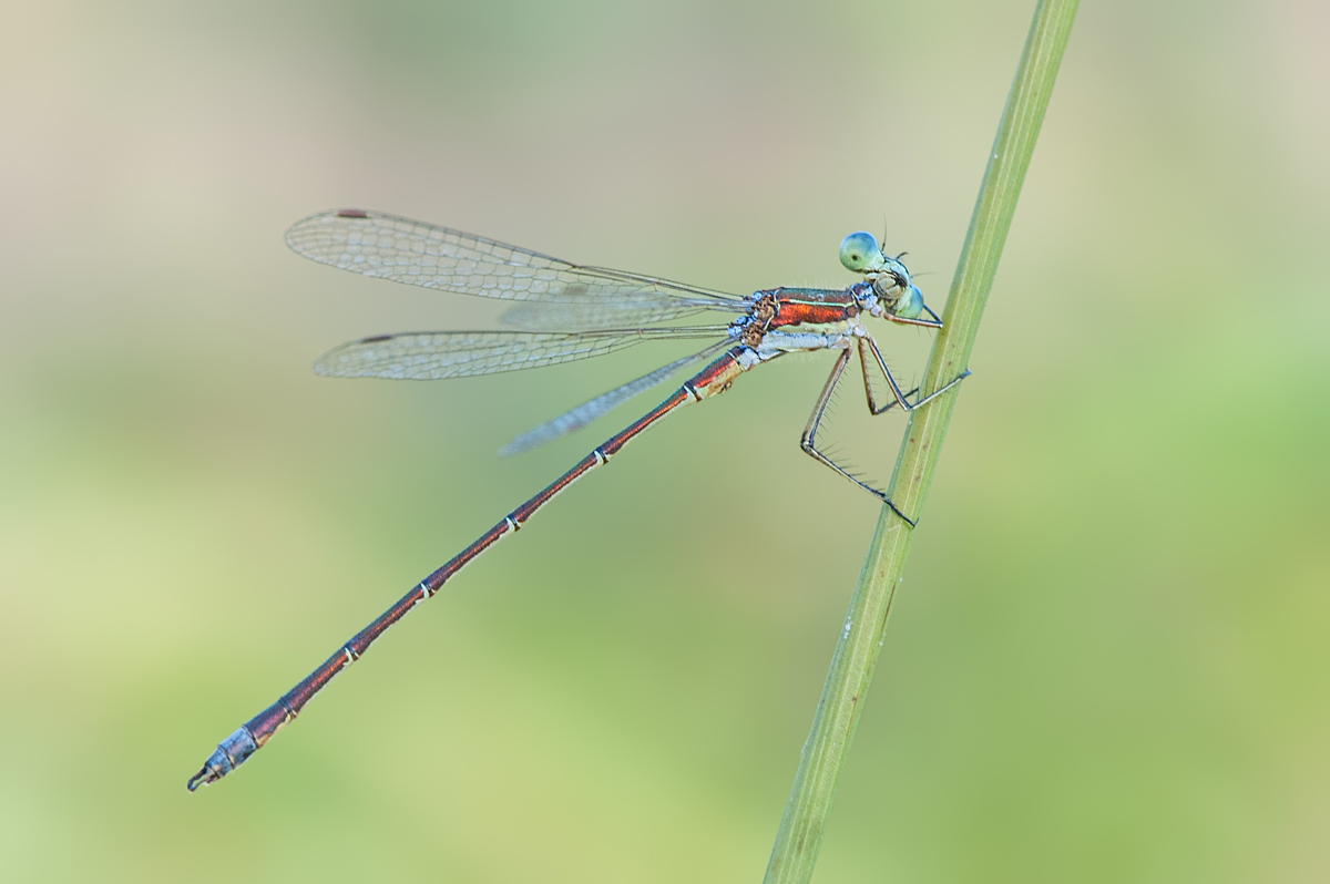 Small Emerald Damselfly