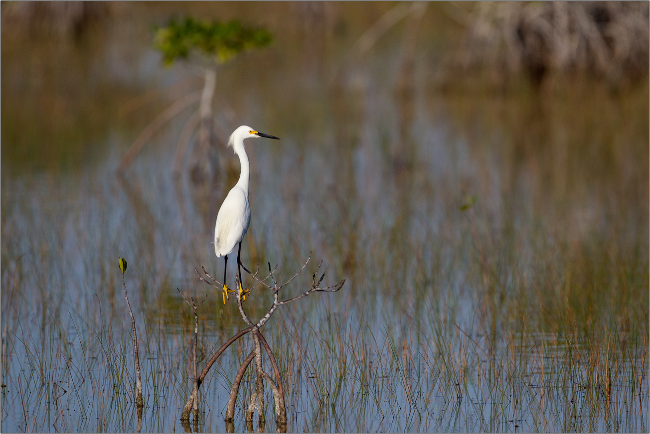 Schmuckreiher auf Mangrove