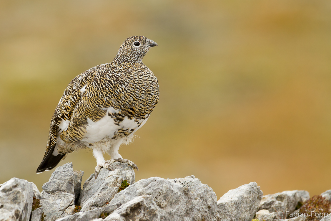 Alpenschneehuhn (Lagopus muta)