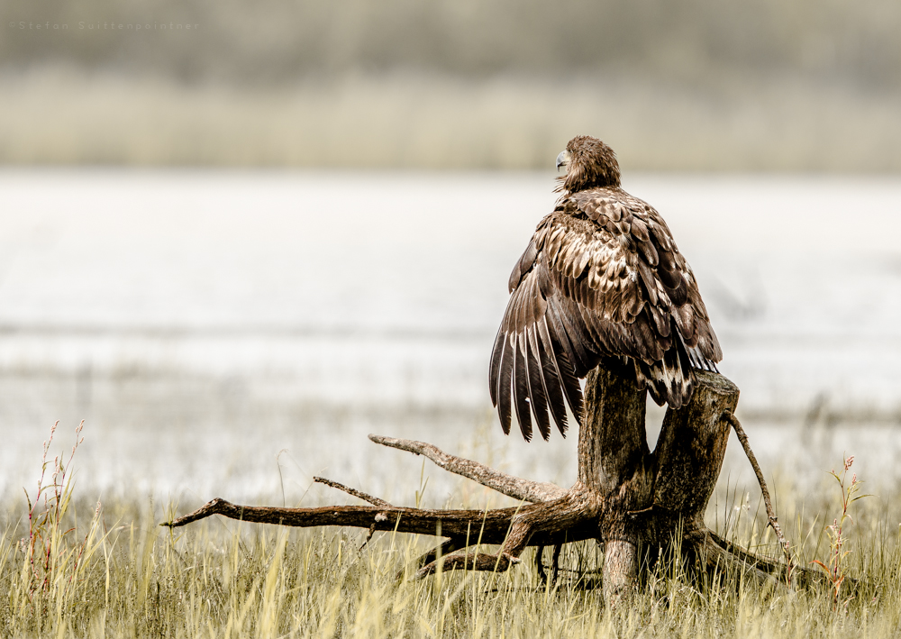 Seeadler