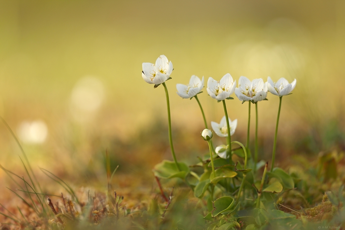 Zeit der Parnassia