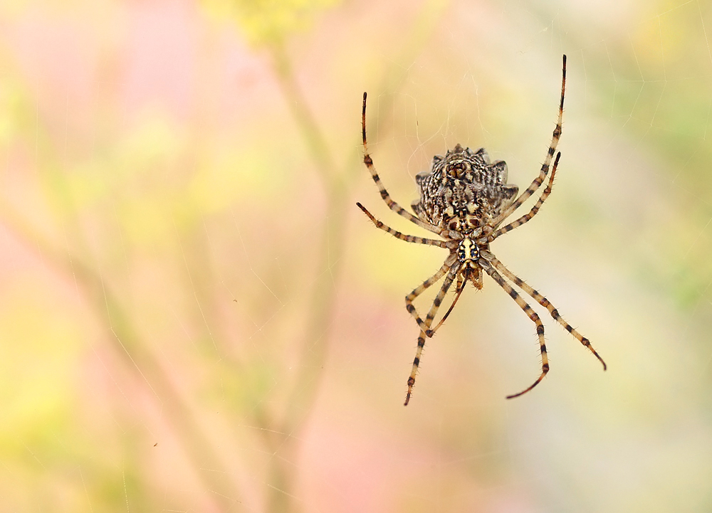 Argiope lobata Unterseite