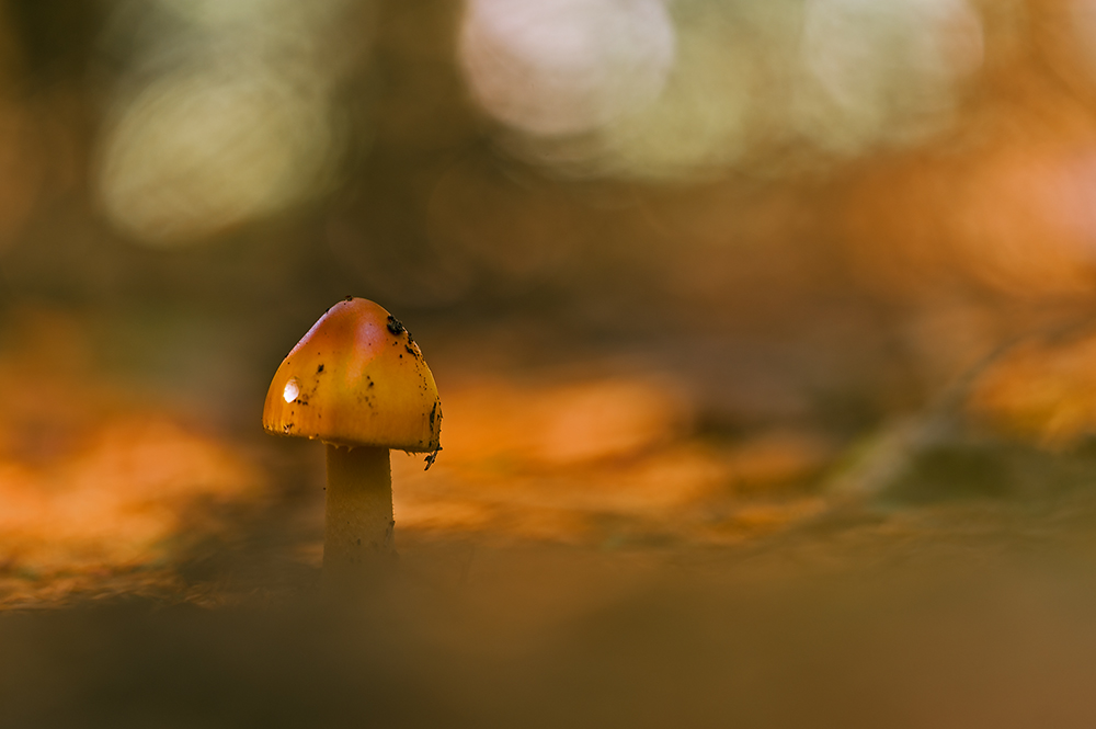 Ein Männlein steht im Walde