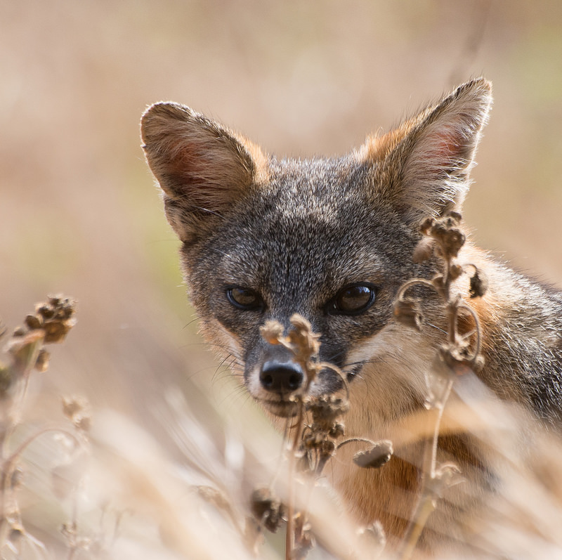 Insel-Graufuchs