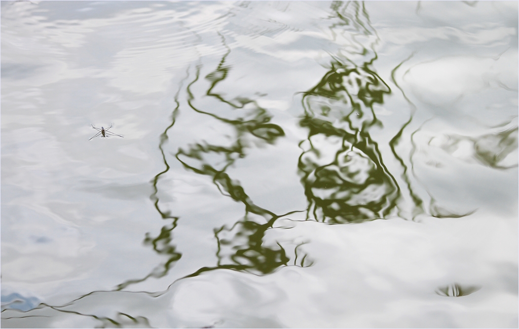 ein Wasserläufer auf dem Wolkenmeer