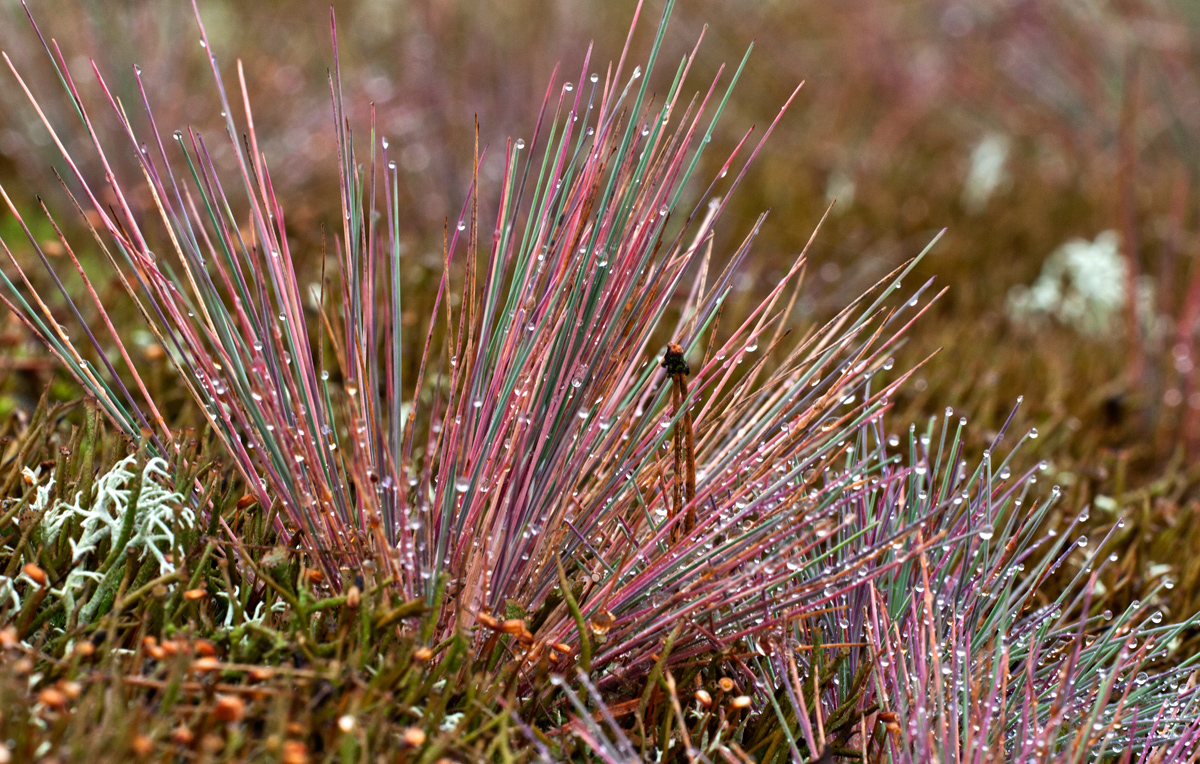 Missoni- Farben in Gras und Tau...