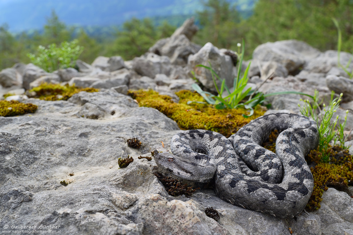 ~ Hornviper in ihrem Habitat ~