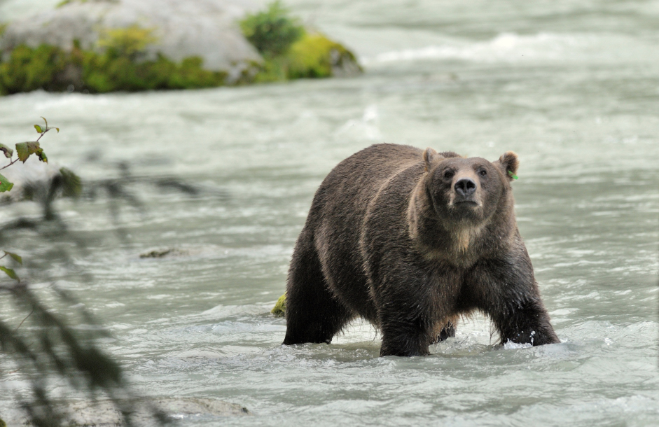 Begegnung mit dem Braunbär (wildlife)