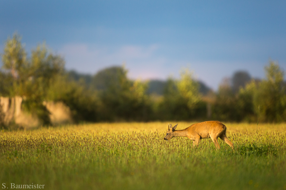 Gewitterluft über dem Rehland
