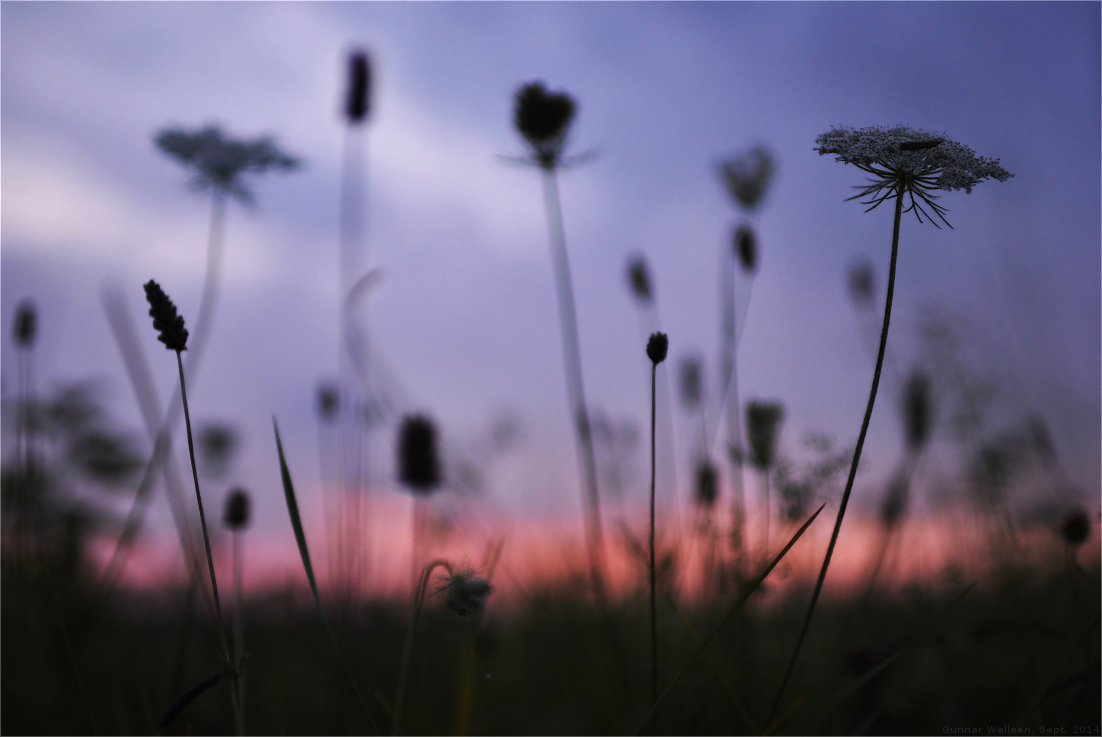 Abendliches Wiesenchaos