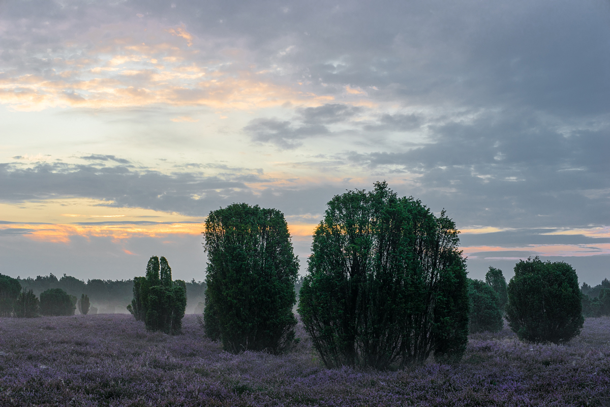 Morgendliche Wacholderheide