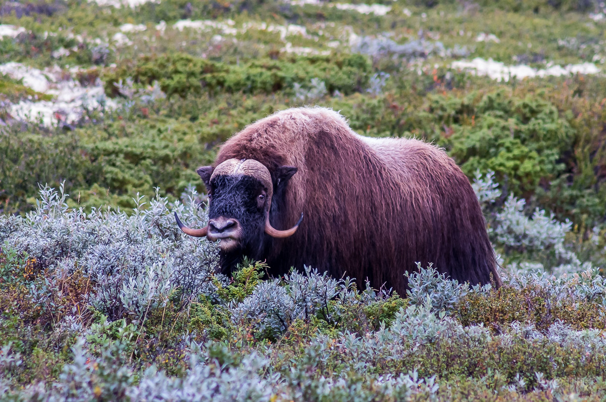 Im Dovrefjell