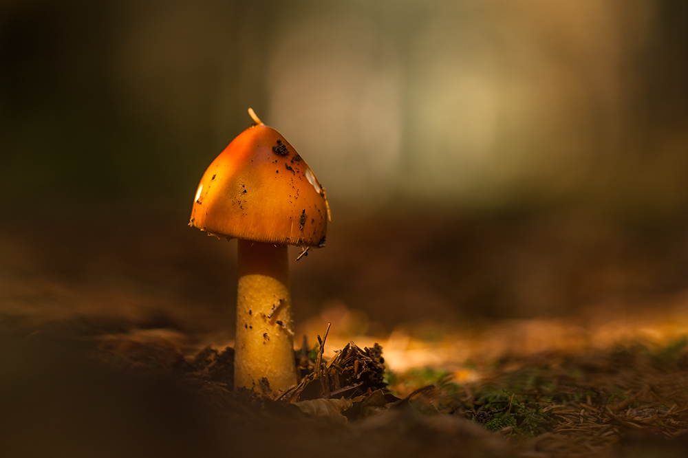 Ein Männlein steht im Walde II