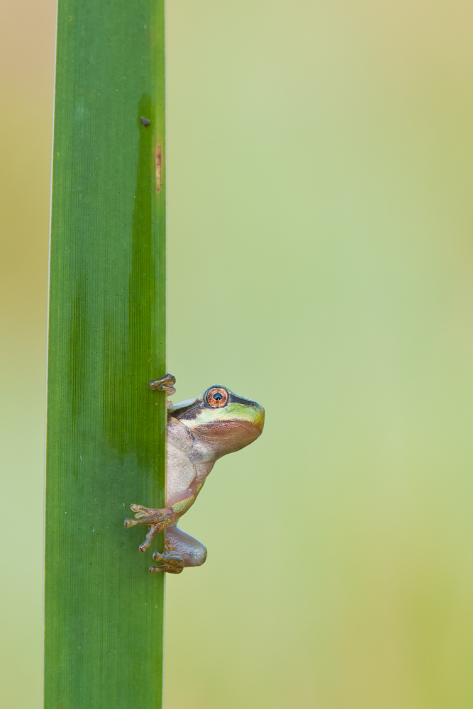 Kleiner Laubfrosch