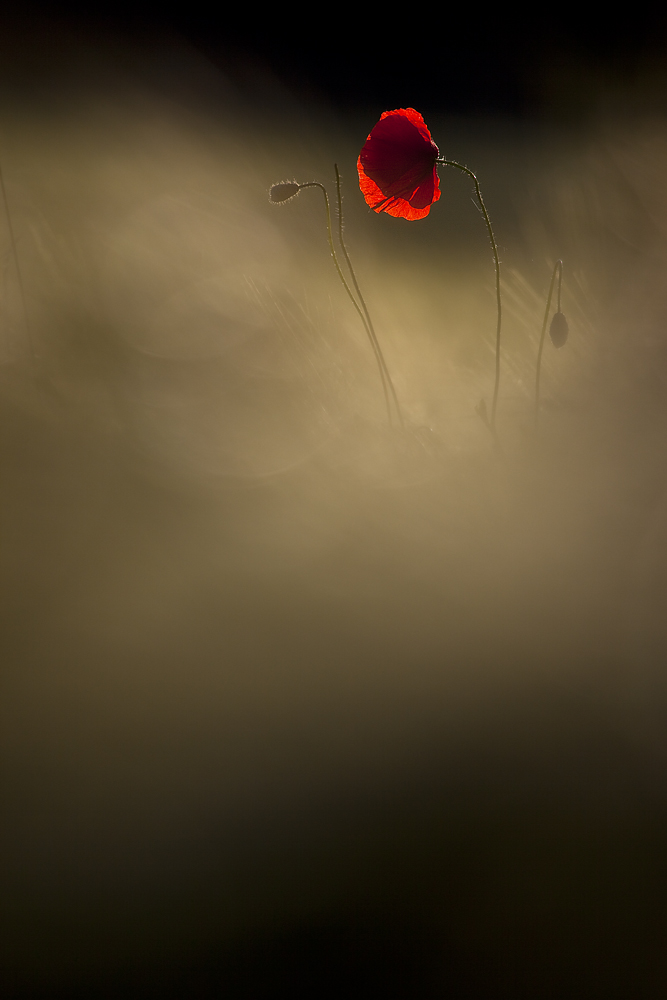 Poppy Dream