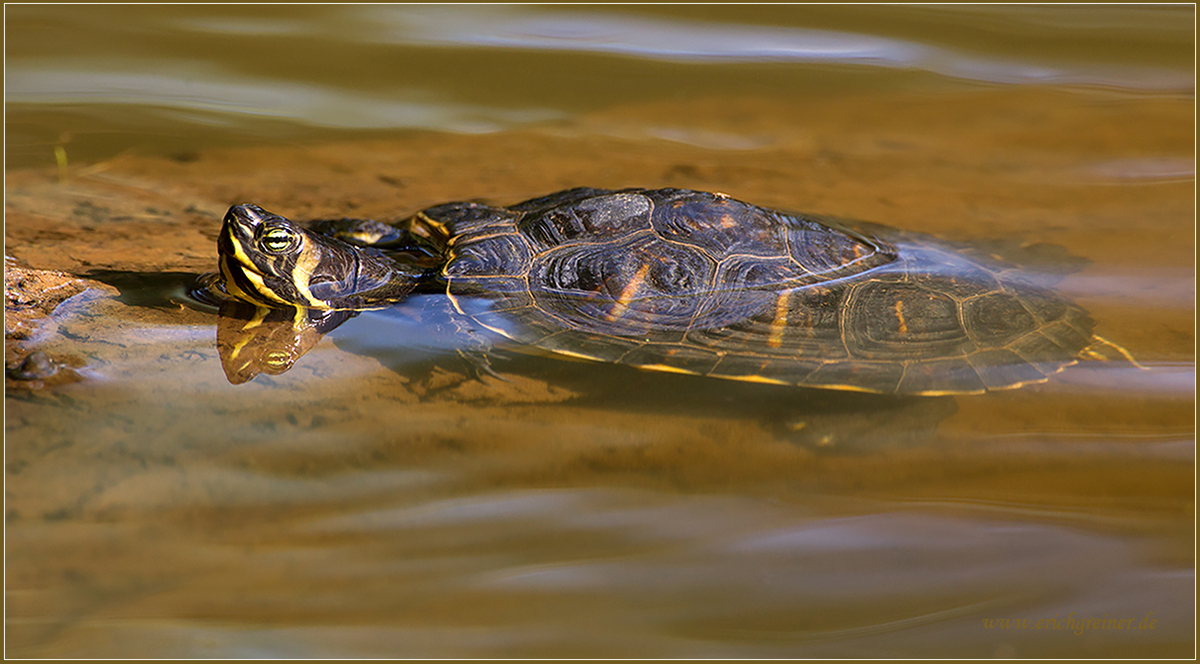 „Gelbbauch-Schmuckschildkröte“