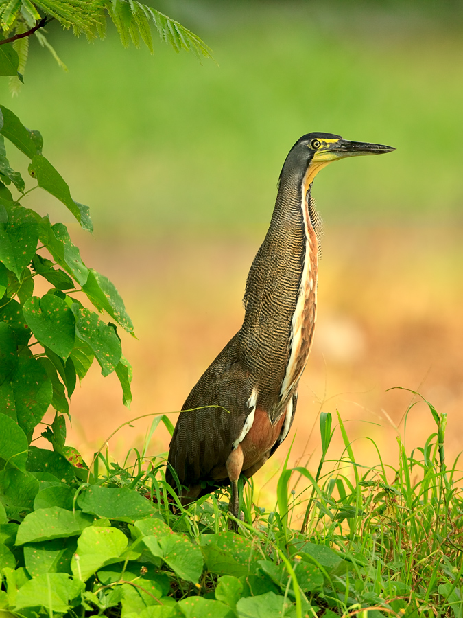 Nacktkehlreiher ganz friedlich