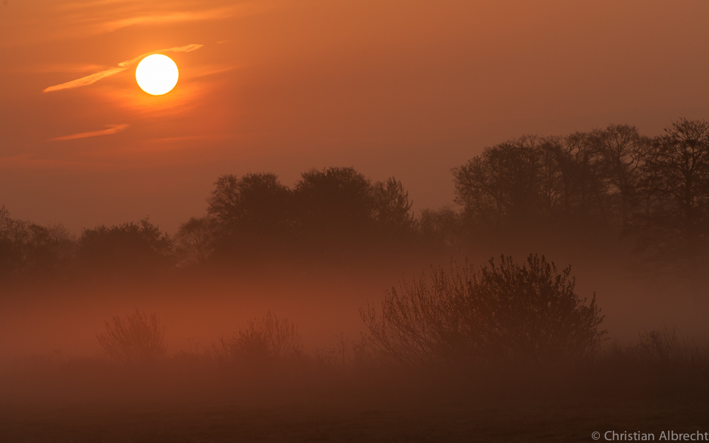 Morgennebel