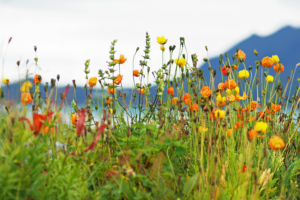 Islandmohn in Norwegen