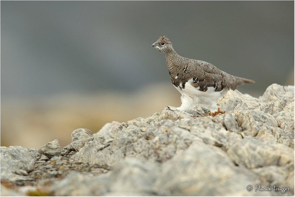 Walk on the rock