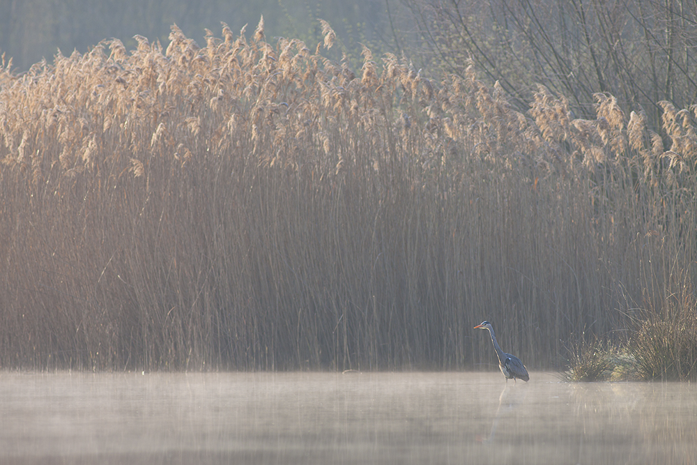 Der Nebel