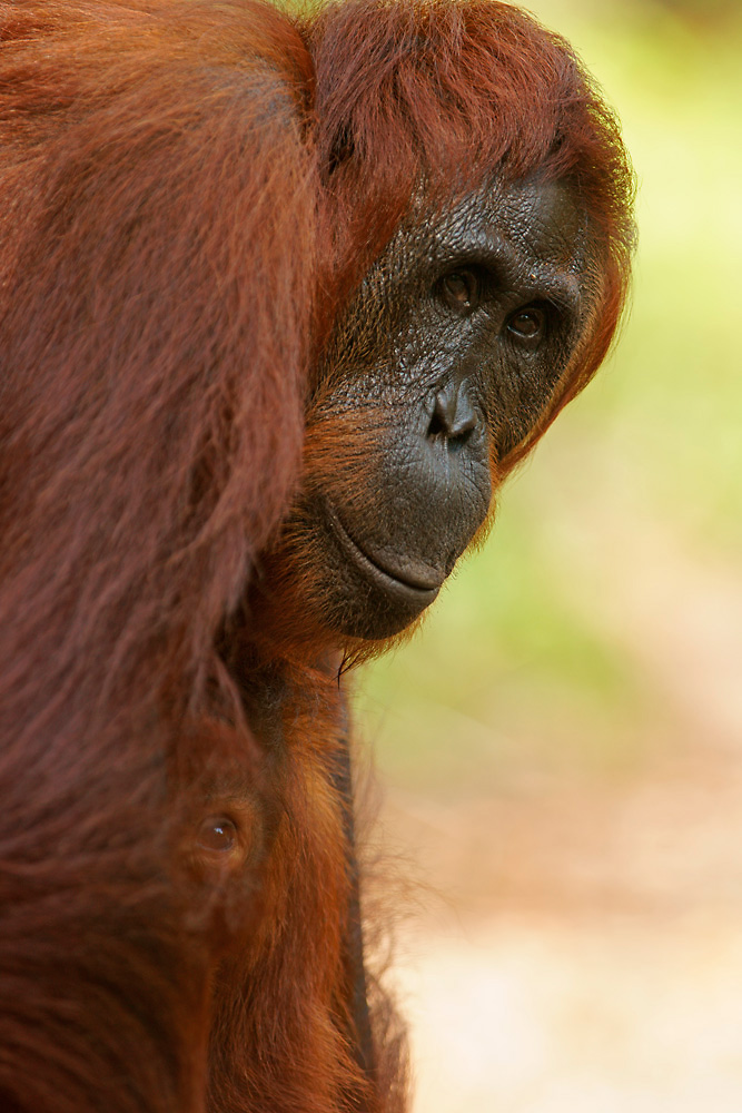 Orang-Utan Weibchen mit Jungtier