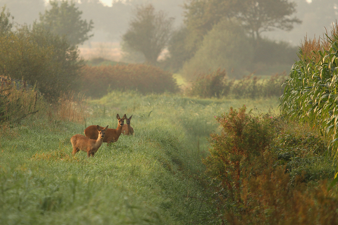 Septembermorgen...