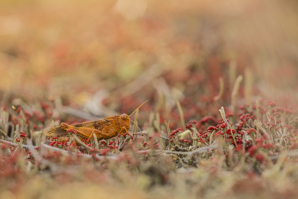 Oedipoda im Flechtenwald  oder   Heuschrecke IV