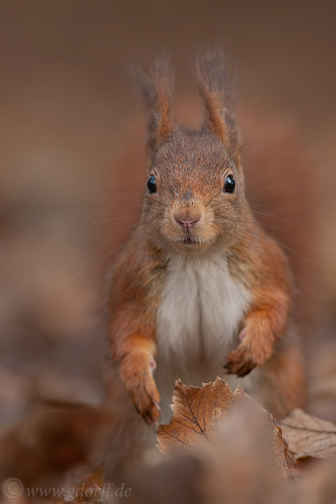 ~ Vorfreude auf den Herbst ~