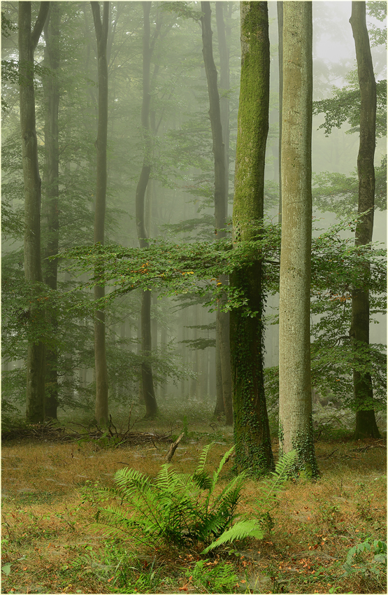 Morgenspaziergang