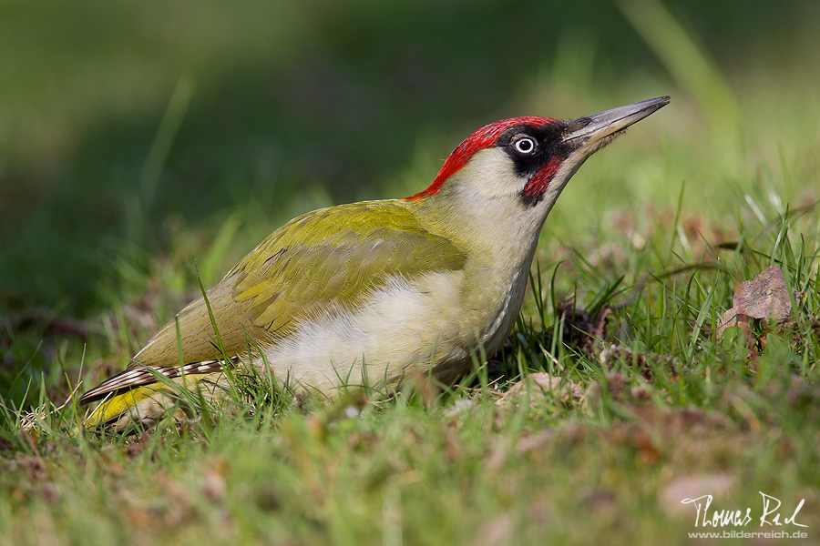 Vogel des Jahres 2014