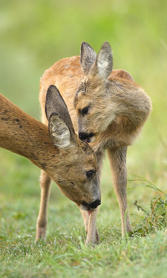 "...liebste Mama..."