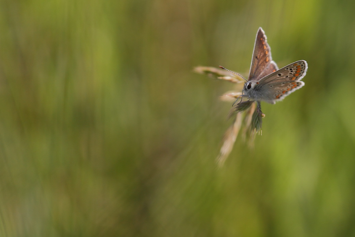 Bläulingsimpression im Gras