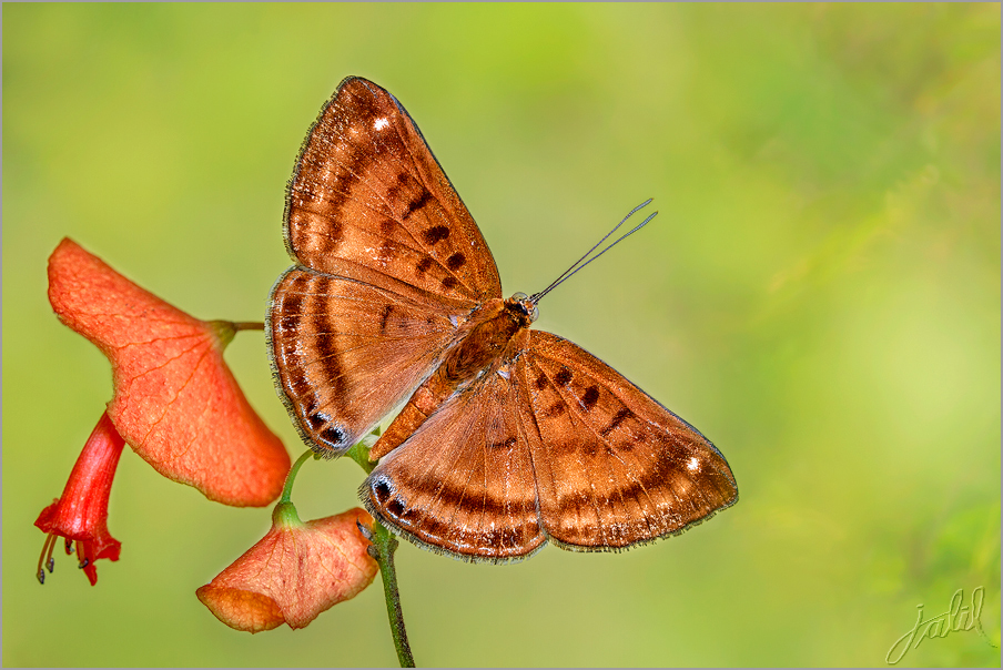 Lycaena-helloides---Purplish-Copper