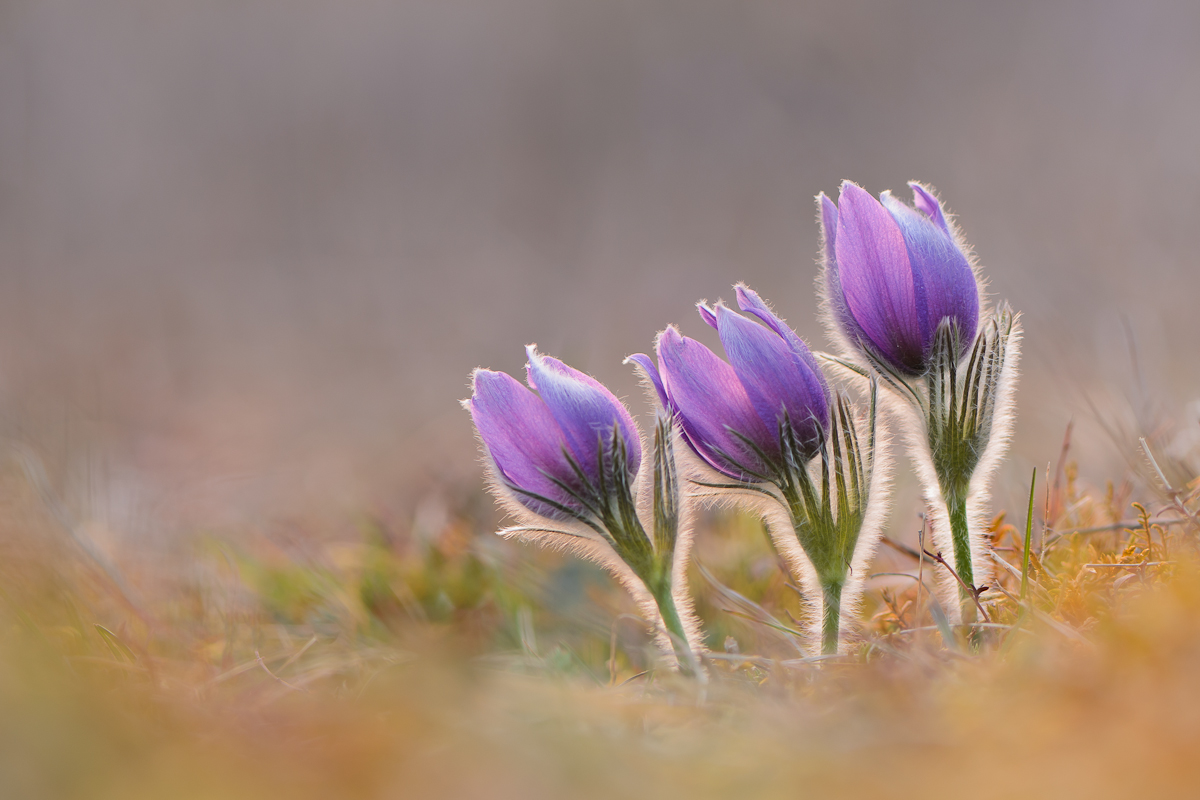 Erinnerung an den Frühling ...