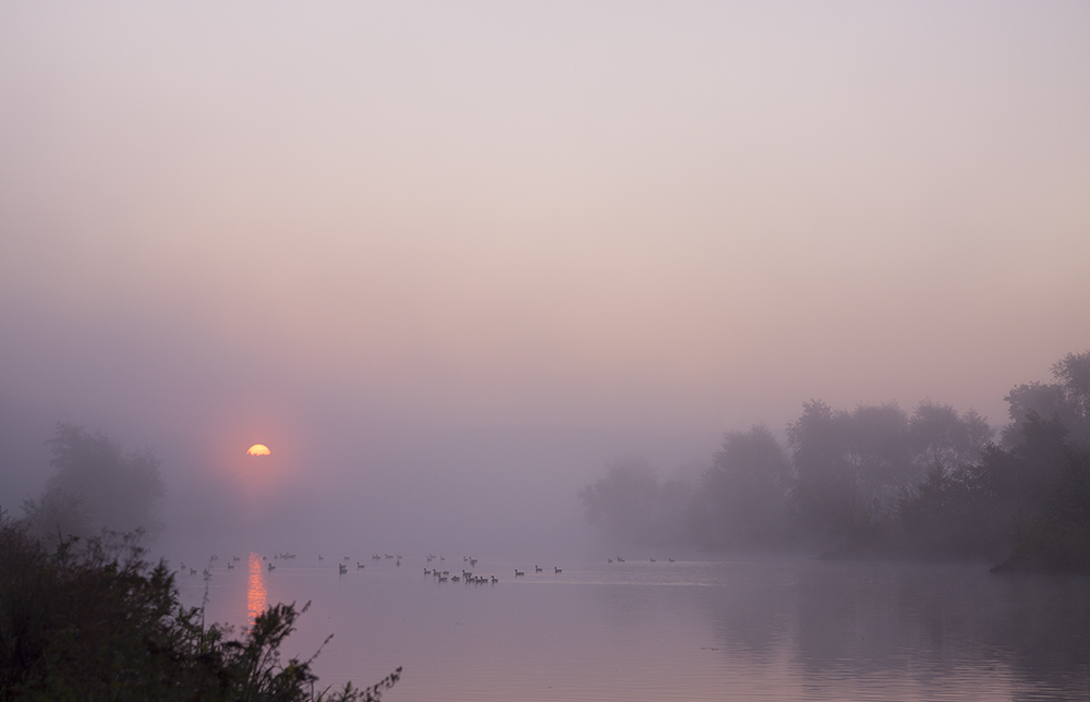 Der Nebel