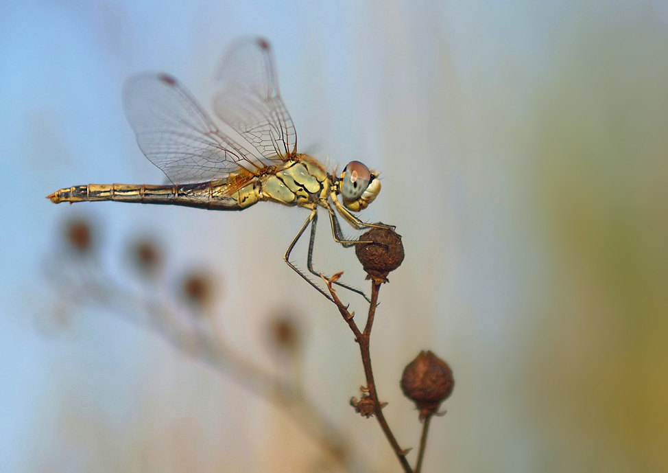 Sympetrum fonscolombii
