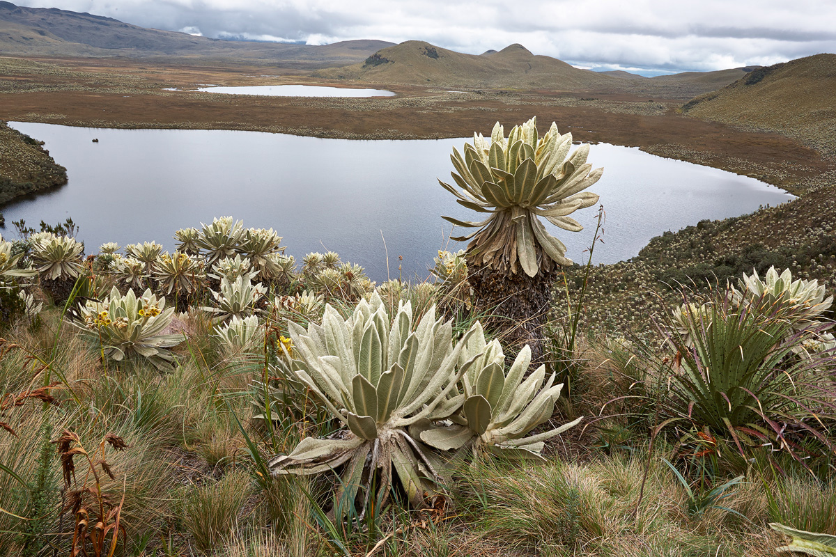 Frailejones Gigantes...