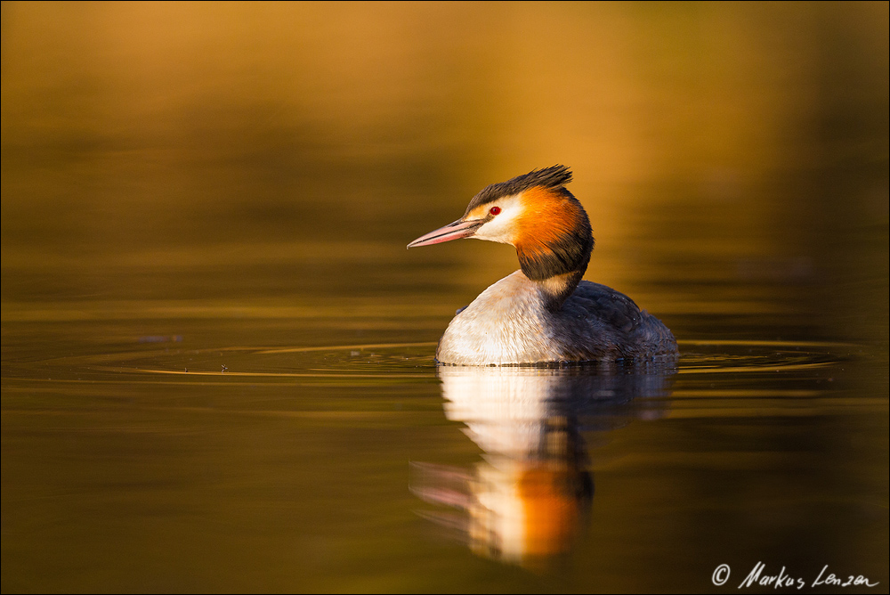 Haubentaucher im goldenen Abendlicht