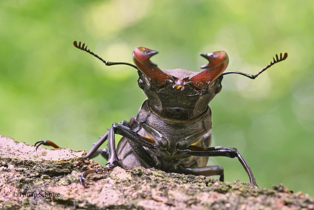 Hirschkäfer