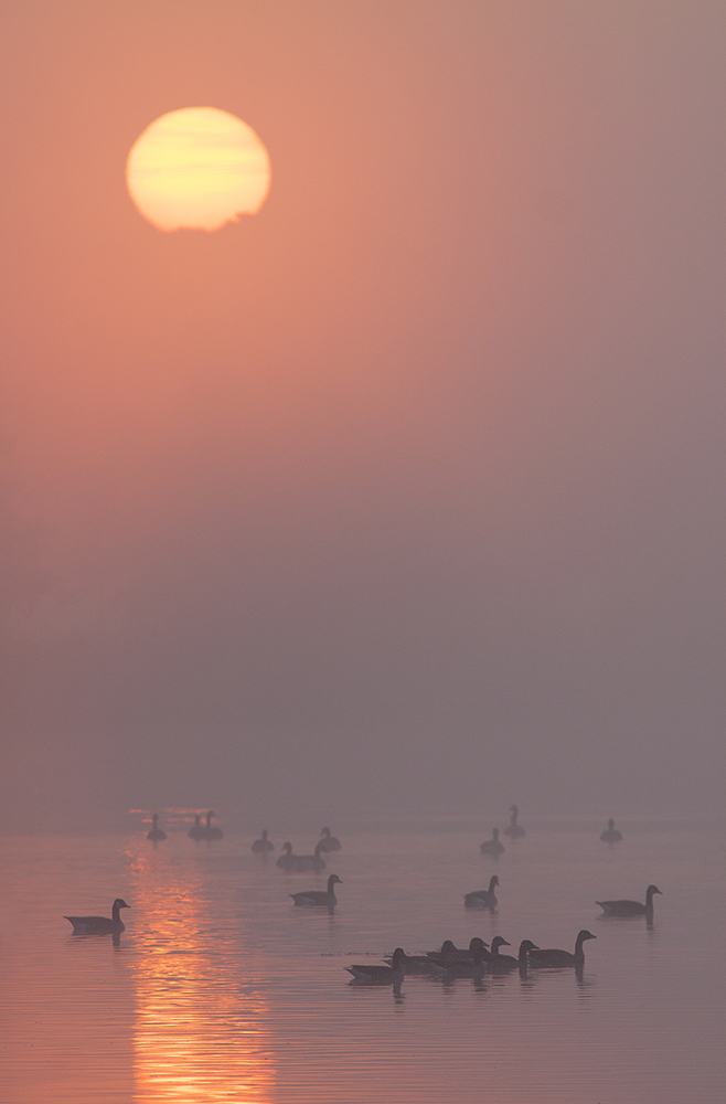 Der Nebel