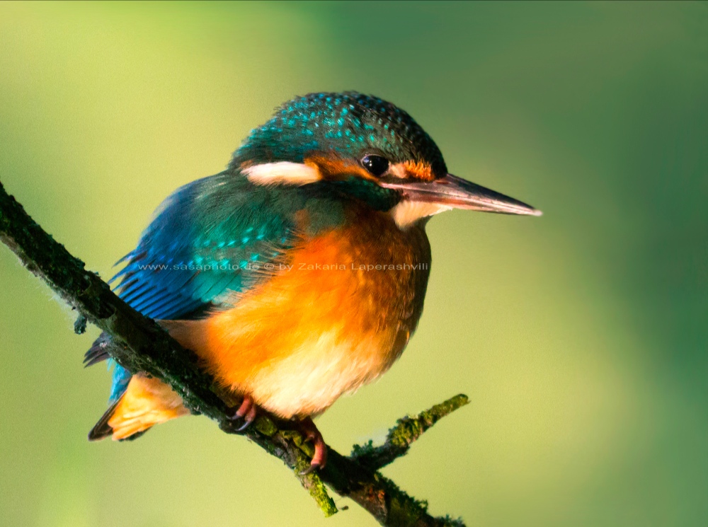 Ein junger Eisvogel im Morgengrauen