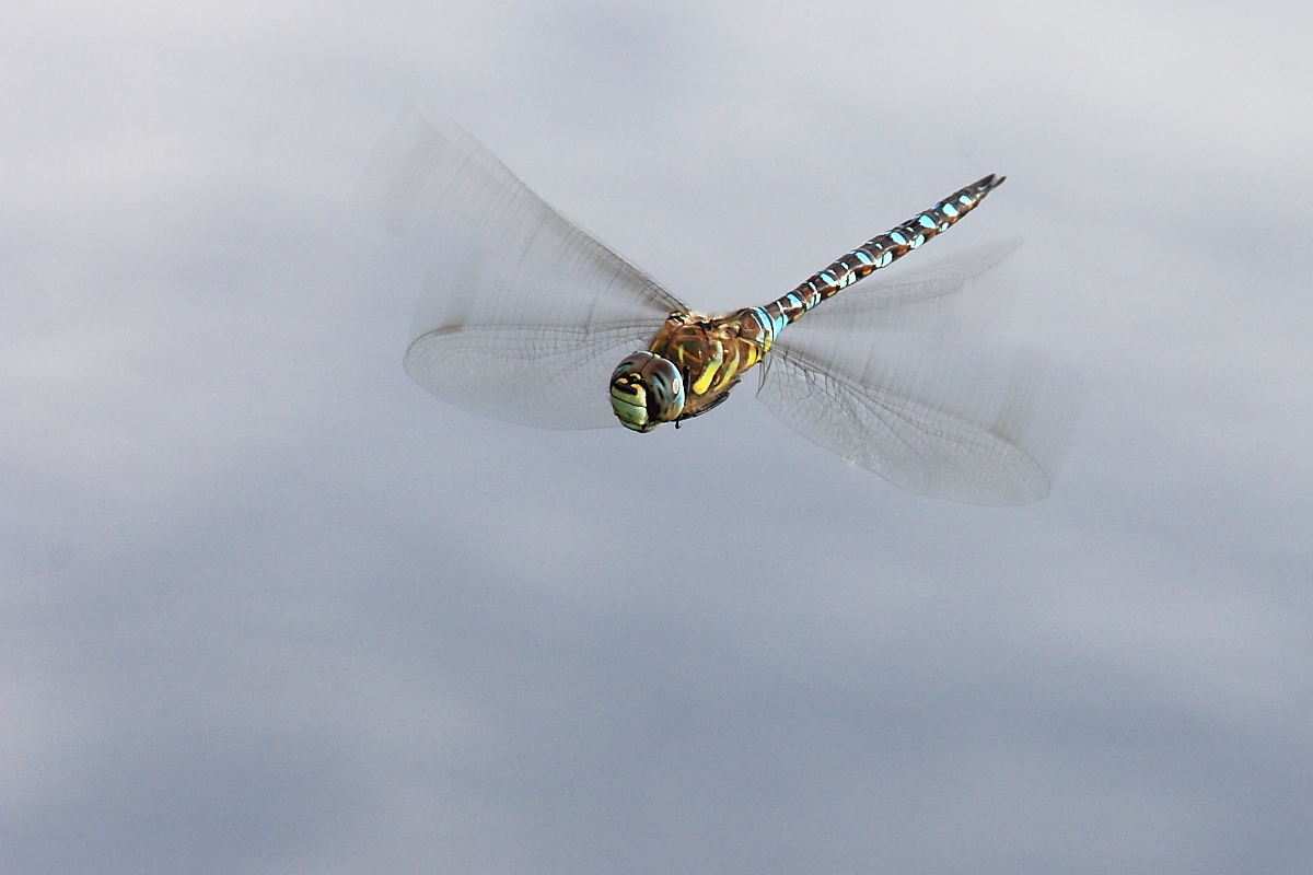 Aeshna mixta auf Revierflug